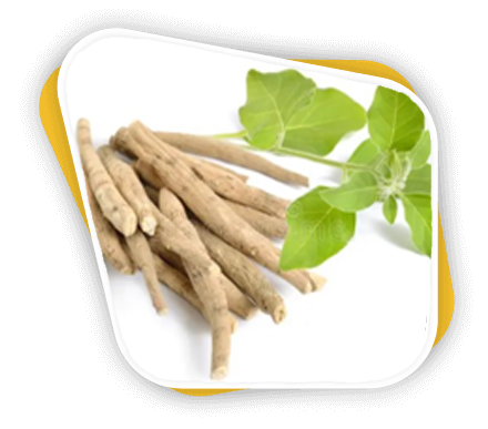 Home Organic Medicine Plants